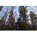 Лесной участок 15 сот в стародачном поселке на Рублевке по низкой цене