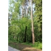 Лесной участок на Риге,  10 км,  в посёлке с коммуникациями
